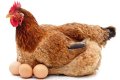 Can chickens lay spicy eggs?