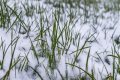Can I mow dormant grass in winter?