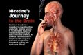 How long does it take for your brain to get used to not having nicotine?